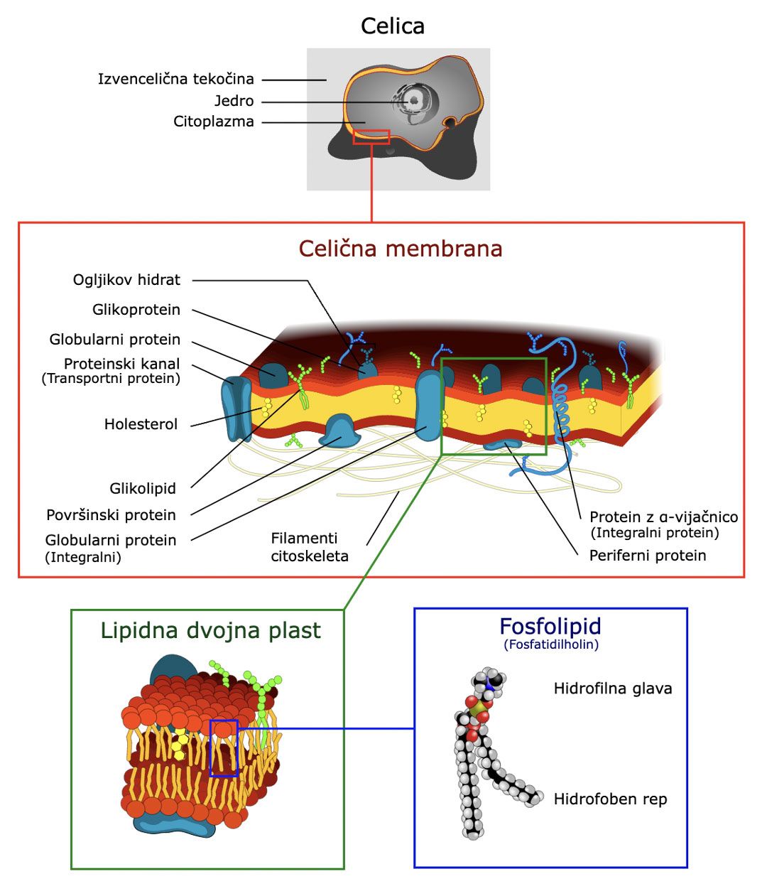 antifosfolipidni-sindrom-redke-bolezni-prikaz